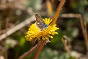 Makro Foto von ein Schmetterling Standort auf ein Gelb Blume