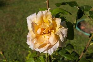 Makro Foto von ein schön beschwingt Gelb Rose