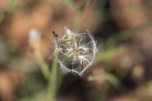 Foto von ein welken Löwenzahn