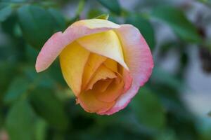 Makro Foto von ein schön beschwingt Gelb Rose