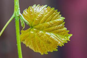 Makro Foto von ein Blatt reflektieren Sonnenlicht