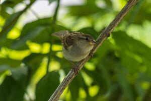 schließen oben Foto von ein wenig Spatz Standort auf ein Ast