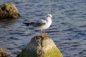 Foto von ein Möwe entspannend durch das Meer Ufer