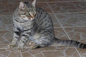 schließen oben Foto von ein bezaubernd Katze