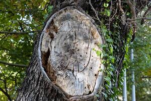 Foto von Schnitt Nieder Baum Rinde mit abstrakt Muster