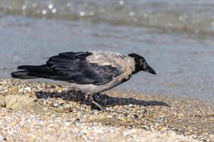 Foto von ein Kapuze Krähe entspannend auf das Strand