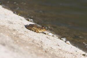 Nahansicht Foto von ein Frosch entspannend durch das See