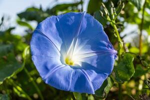 Makro Foto von ein Blau Morgen glühen Blume