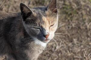 schließen oben Foto von ein süß Katze Baden im das Sonne