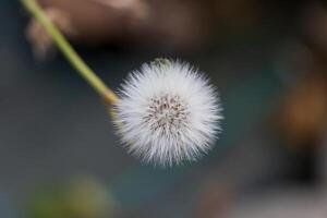 Makro Foto von ein Löwenzahn Blume