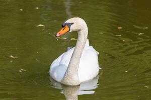 Foto von ein Schwan Schwimmen im ein See