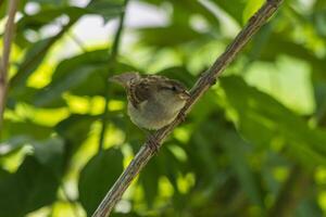 schließen oben Foto von ein wenig Spatz Standort auf ein Ast