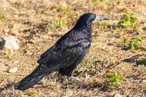 schließen oben Foto von ein schwarz Krähe