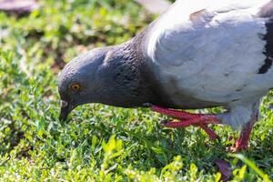 schließen oben Foto von ein Taube entspannend im das Gras