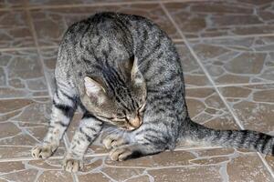 schließen oben Foto von ein bezaubernd Katze