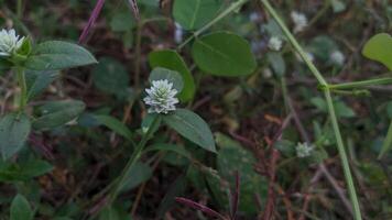 ein klein Weiß Blume ist wachsend im das Gras foto