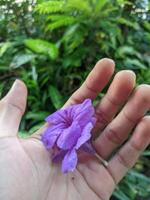 ein Hand halten ein lila Blume im Vorderseite von Grün Pflanzen foto
