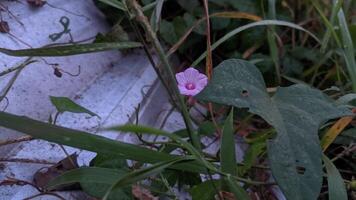 ein Rosa Blume ist wachsend im das Gras Nächster zu ein Mauer foto