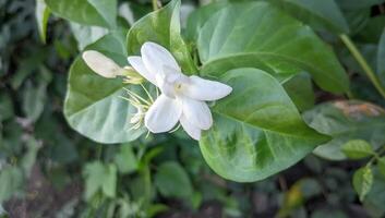 ein Weiß Blume mit Grün Blätter im das Garten foto