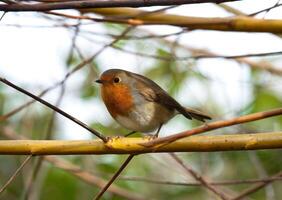 europäisch Robin auf Ast foto