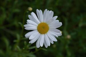 Weiß Garten Margerite foto