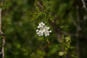 Weißdorn Blumen im Frühling foto