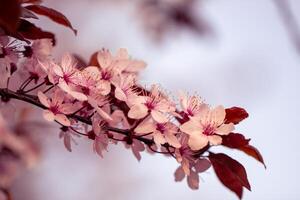 ein schließen oben von ein Kirsche blühen Baum, Frühling , Rosa Stimmung, beim Sonnenuntergang foto