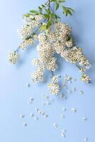 klein Weiß Blumen auf ein Ast auf ein einfach Blau Hintergrund, Spiraea Frühling Blühen, verstreut Blumen, weht Wind bewirken foto