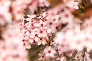 ein schließen oben von ein Baum mit Rosa Blumen foto