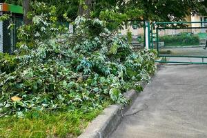 Stapel von Schnitt nicht notwendig Baum Geäst nach Beschneidung, Baum Reinigung foto