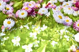 heiter Rosa Weiß Gänseblümchen auf Abonnieren warm Grün Wiese foto