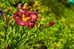zart zärtlich rot Taglilie Purpur Ruhm, frisch Grün, Sommer Garten foto