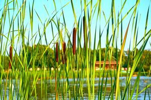 Grün Mauer von Schilf und Stock auf das Fluss Teich See Bank foto