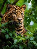 männlich Leopard oder Panther unter das Blätter im das Dschungel, Panthera onca. foto