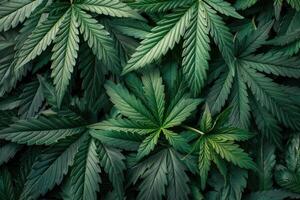 Cannabis Textur Marihuana Blatt Stapel Hintergrund foto