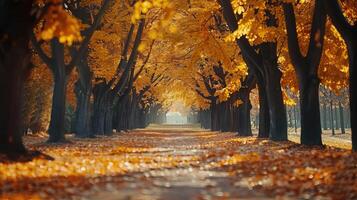 Baum gefüttert Weg führen in ein Herbst farbig Park foto