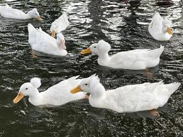 das Enten Schwimmen foto