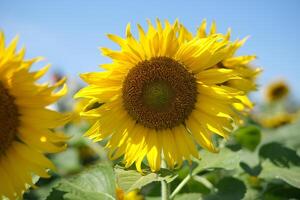 Sonnenblume im Garten foto