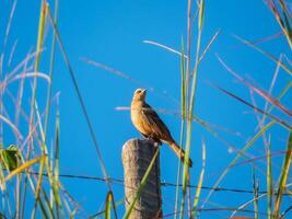 Vogel von das Spezies mimus Saturninus, häufig bekannt wie kreidebraun Spottdrossel thront auf ein hölzern Kofferraum foto