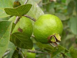 Makro Foto von Guave Obst immer noch hängend von das Stengel und Stengel von es ist Elternteil im tropisch Bereiche.