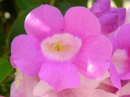 Makro Fotos von Pflanzen bestehen von Blätter, Stängel und insbesondere Blumen. das schön Blumen sind Rosa und sehr erfrischend zu das Augen