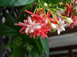 Makro Fotos von Blumen von Zier Pflanzen welche sind sehr schön und können Sein gewachsen und gepflegt im das Vorderseite Garten oder zurück Garten von das Haus.