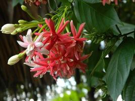 Makro Fotos von Blumen von Zier Pflanzen welche sind sehr schön und können Sein gewachsen und gepflegt im das Vorderseite Garten oder zurück Garten von das Haus.