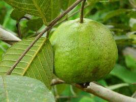 Makro Foto von Guave Obst immer noch hängend von das Stengel und Stengel von es ist Elternteil im tropisch Bereiche.