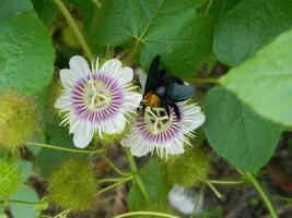 Makro Foto von ein Grün Pflanze Das hat farbig Blumen. es sieht aus attraktiv und schön