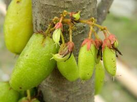 Makro Foto von Star Obst immer noch hängend auf das Baum. können Sein benutzt wie ein zusätzlich würzen im Kochen.