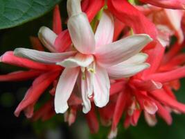 Makro Fotos von Blumen von Zier Pflanzen welche sind sehr schön und können Sein gewachsen und gepflegt im das Vorderseite Garten oder zurück Garten von das Haus.