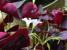 Makro Fotos von Blumen von Zier Pflanzen welche sind sehr schön und können Sein gewachsen und gepflegt im das Vorderseite Garten oder zurück Garten von das Haus.