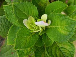 Makro Fotos von Blumen von Zier Pflanzen welche sind sehr schön und können Sein gewachsen und gepflegt im das Vorderseite Garten oder zurück Garten von das Haus.