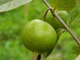 Makro Foto von Guave Obst immer noch hängend von das Stengel und Stengel von es ist Elternteil im tropisch Bereiche.